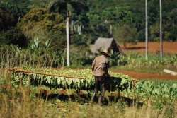 Plantation de tabac à Cuba