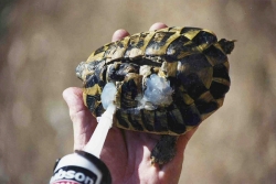 Réparation de la carapace d'une tortue d'Hermann en Corse