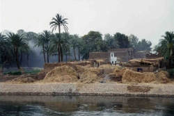 Rives du Nil (Egypte)