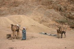 Bdouin dans le Sinai (Egypte)