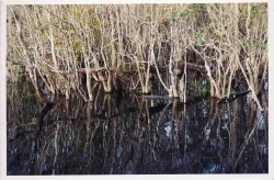 Parc des Everglades (Floride - Etats-Unis)