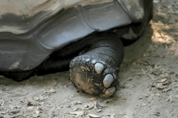 Patte de tortue des Seychelles